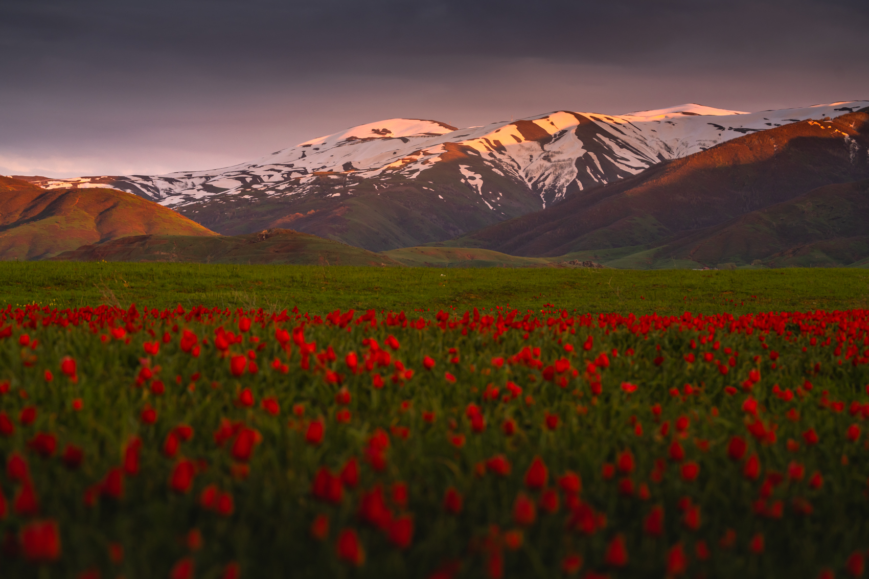 Wild tulips below snow-capped mountains at sunset, Turkey