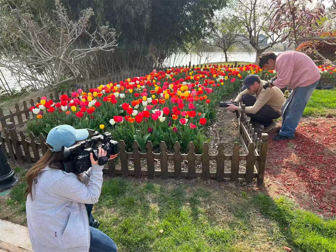 A tulip photo series by Albert Dros